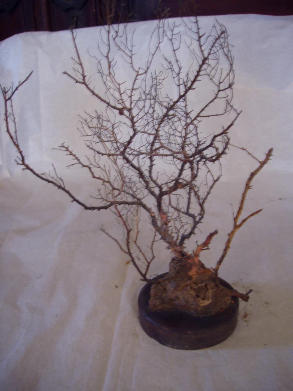 Esemplare di Gorgoniidae (corallo) - n.d. (n.d.)