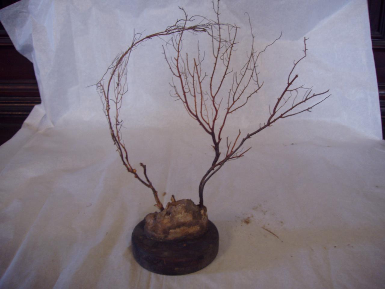 Esemplare di Ellisellidae (corallo) - n.d. (n.d.)