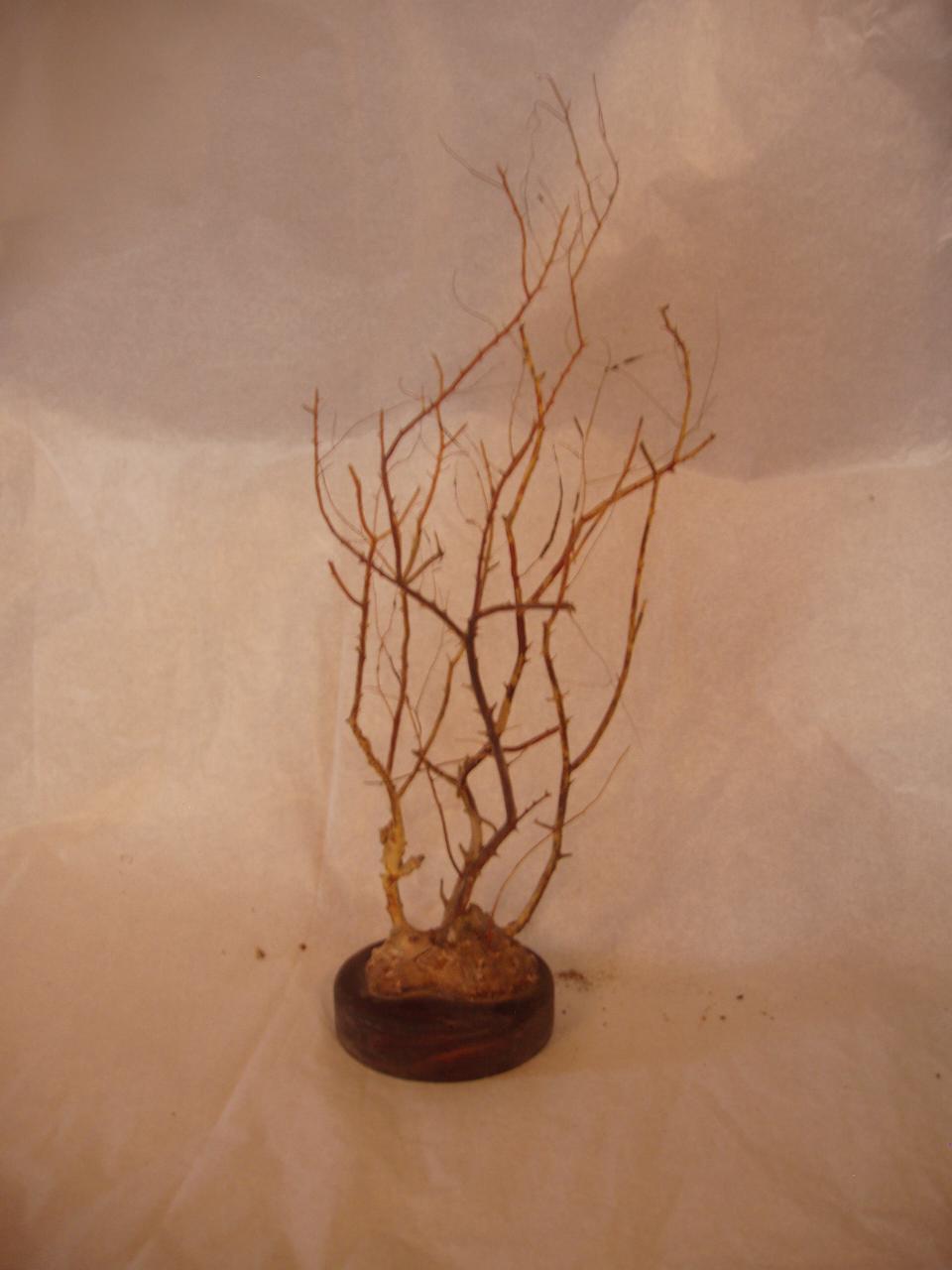 Esemplare di Gorgoniidae (corallo) - n.d. (n.d.)