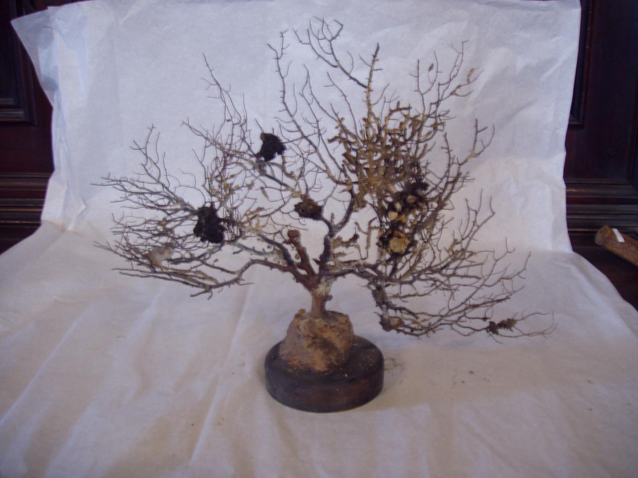 Esemplare di Gorgoniidae (corallo) - n.d. (n.d.)