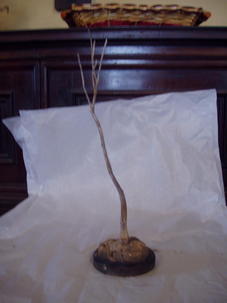 Esemplare di Ellisellidae (corallo) - n.d. (n.d.)