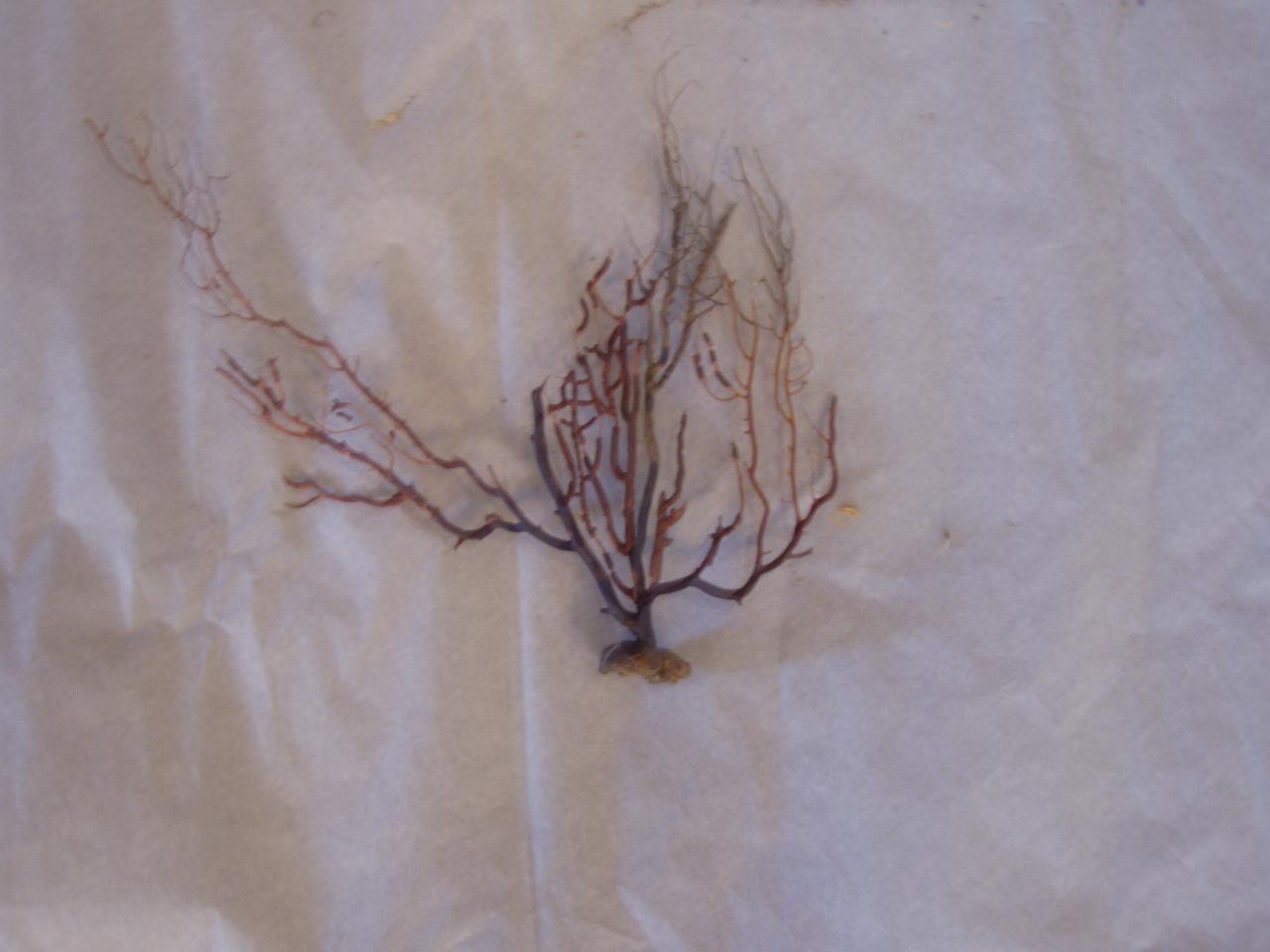 Esemplare di Plexauridae (corallo) - n.d. (n.d.)