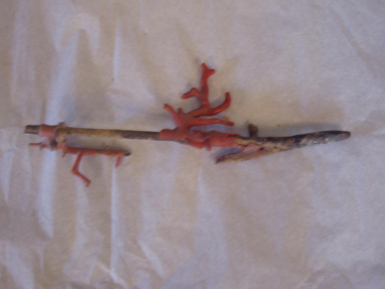 Esemplare di Corallium rubrum (corallo) - n.d. (n.d.)