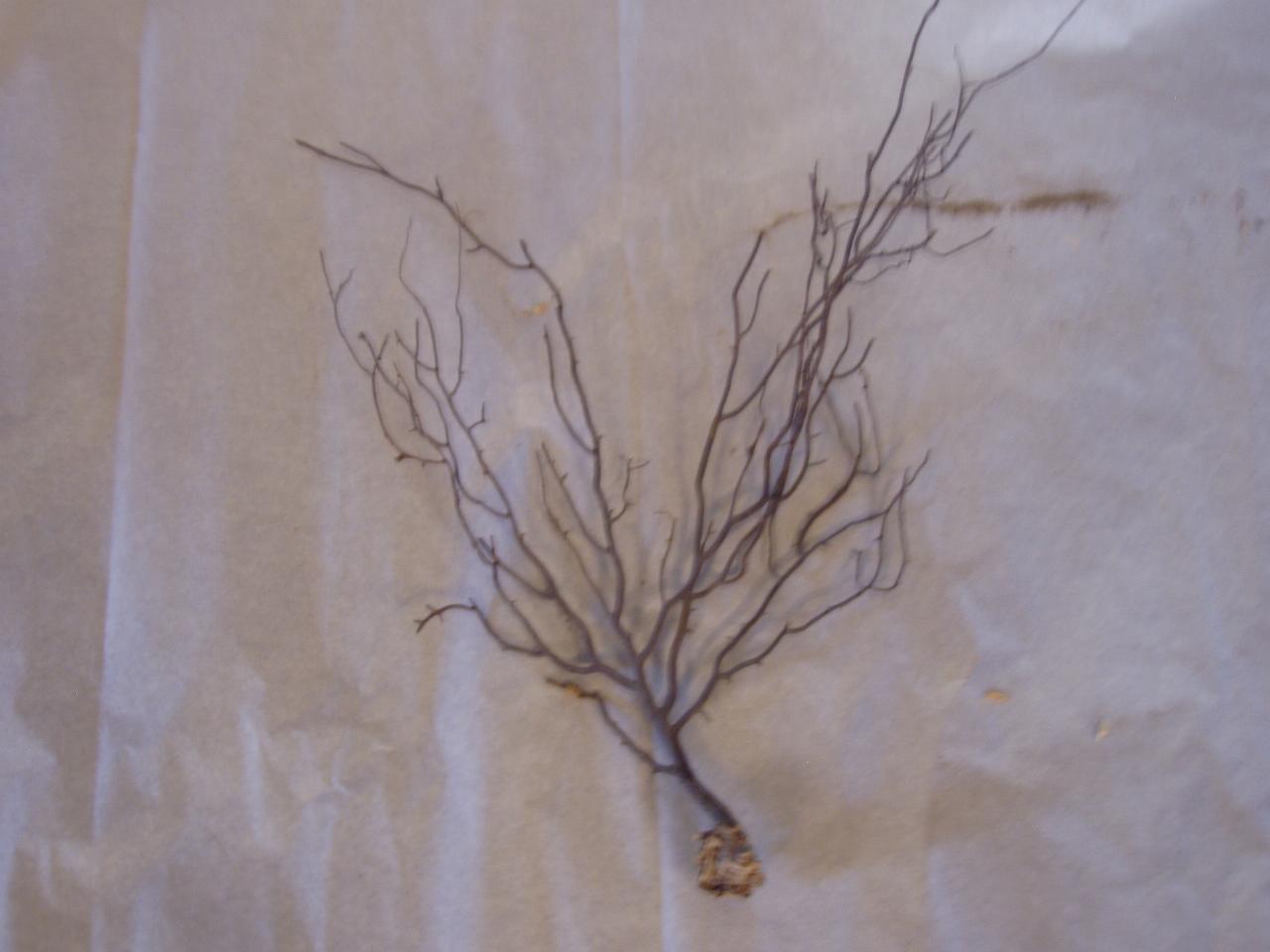 Esemplare di Ellisellidae (corallo) - n.d. (n.d.)