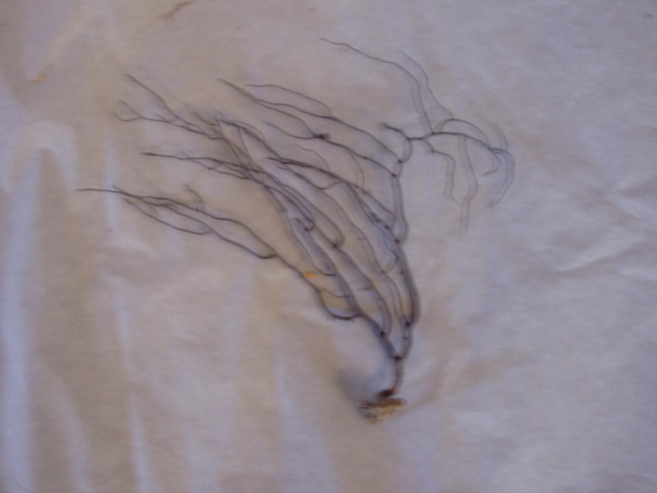 Esemplare di Ellisellidae (corallo) - n.d. (n.d.)