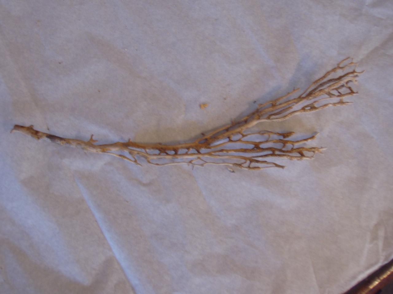 Esemplare di Eunicella sp. (corallo) - n.d. (n.d.)