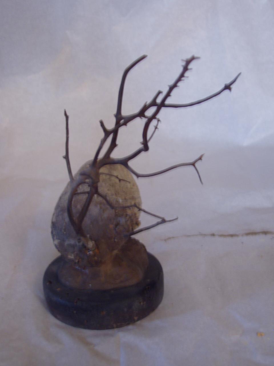 Esemplare di Subergorgiidae (corallo) - n.d. (n.d.)