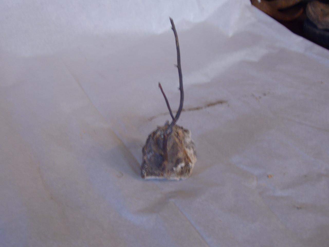 Esemplare di Subergorgiidae (corallo) - n.d. (n.d.)