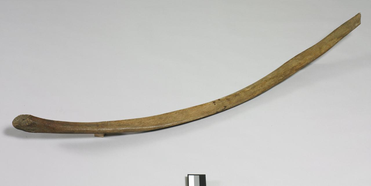 Costola di cetaceo (costola) - n.d. (n.d.)