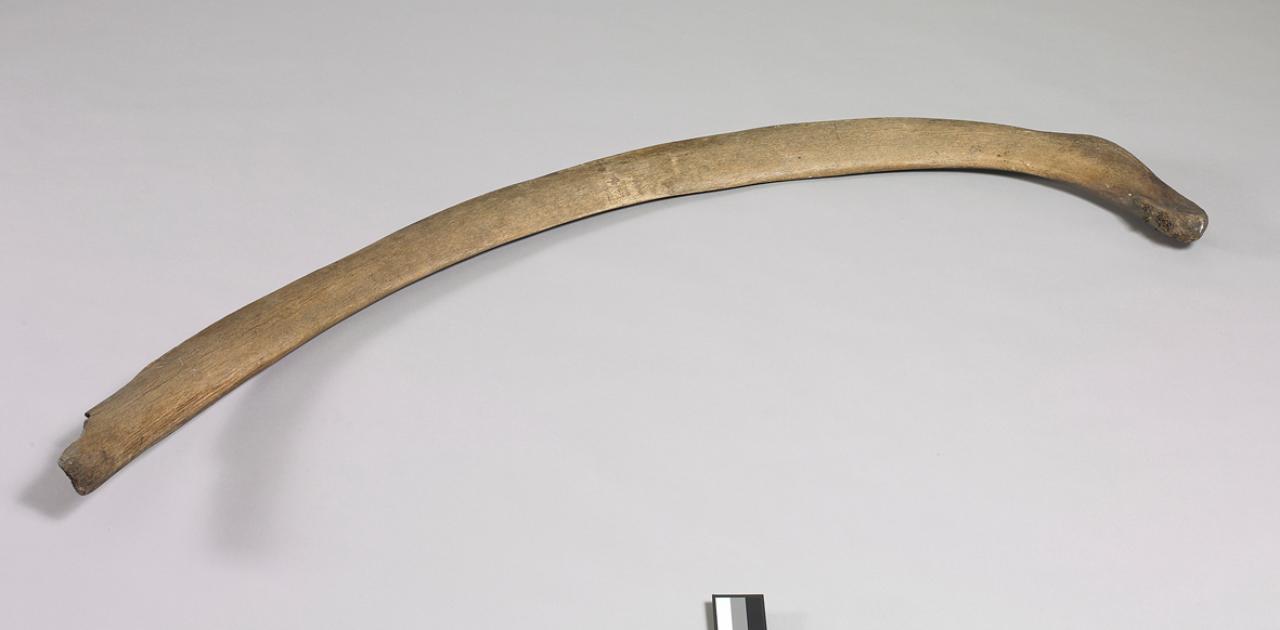 Costola di cetaceo (costola) - n.d. (n.d.)