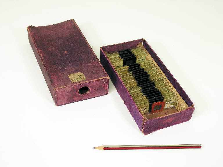 Preparato per microscopia (serie) (sec. XX)