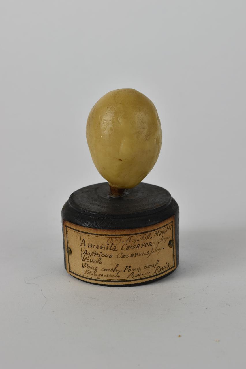 Modello di Maestri, Angelo - produzione ceroplastica ottocentesca (sec. XIX)