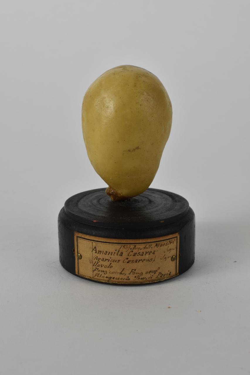 Modello di Maestri, Angelo - produzione ceroplastica ottocentesca (sec. XIX)