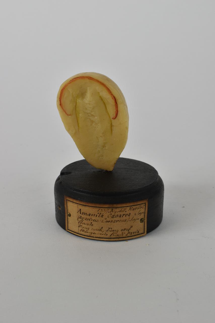 Modello di Maestri, Angelo - produzione ceroplastica ottocentesca (sec. XIX)