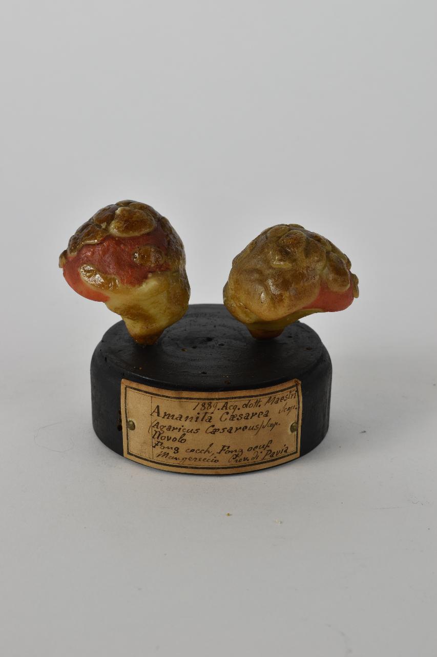 Modello di Maestri, Angelo - produzione ceroplastica ottocentesca (sec. XIX)