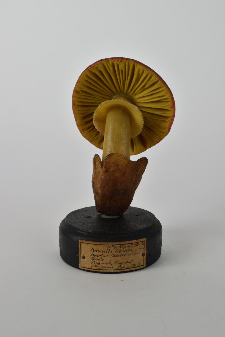 Modello di Maestri, Angelo - produzione ceroplastica ottocentesca (sec. XIX)