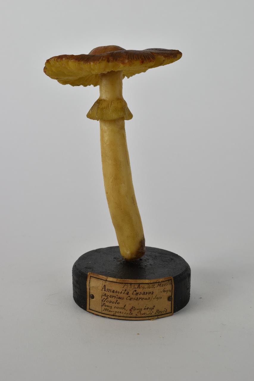 Modello di Maestri, Angelo - produzione ceroplastica ottocentesca (sec. XIX)