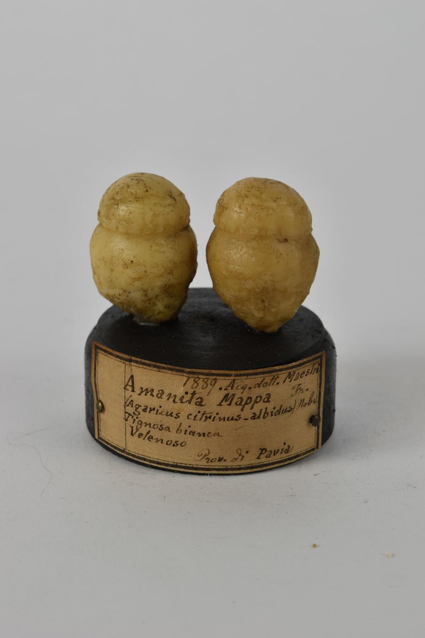 Modello di Maestri, Angelo - produzione ceroplastica ottocentesca (sec. XIX)