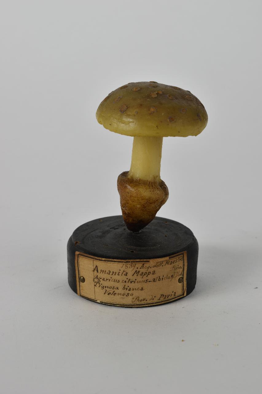 Modello di Maestri, Angelo - produzione ceroplastica ottocentesca (sec. XIX)