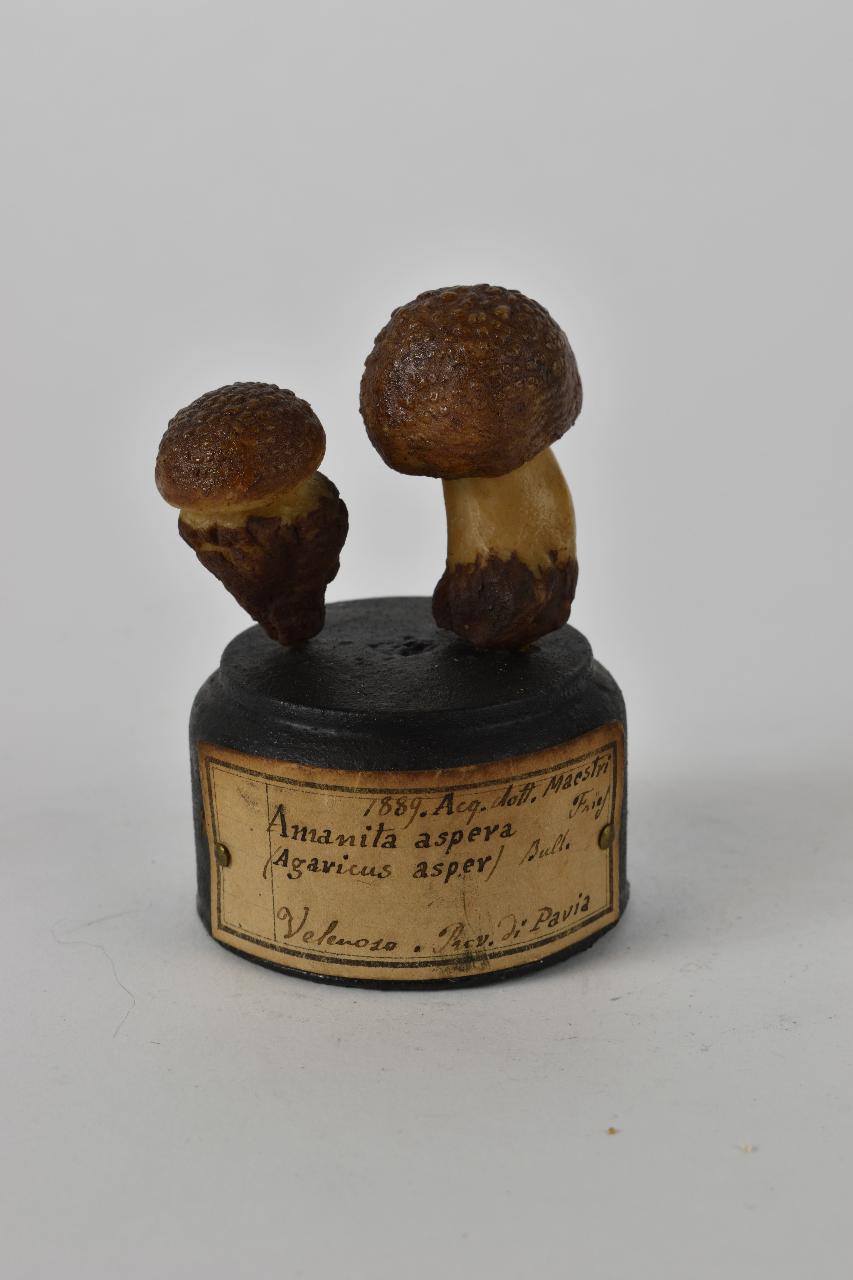 Modello di Maestri, Angelo - produzione ceroplastica ottocentesca (sec. XIX)