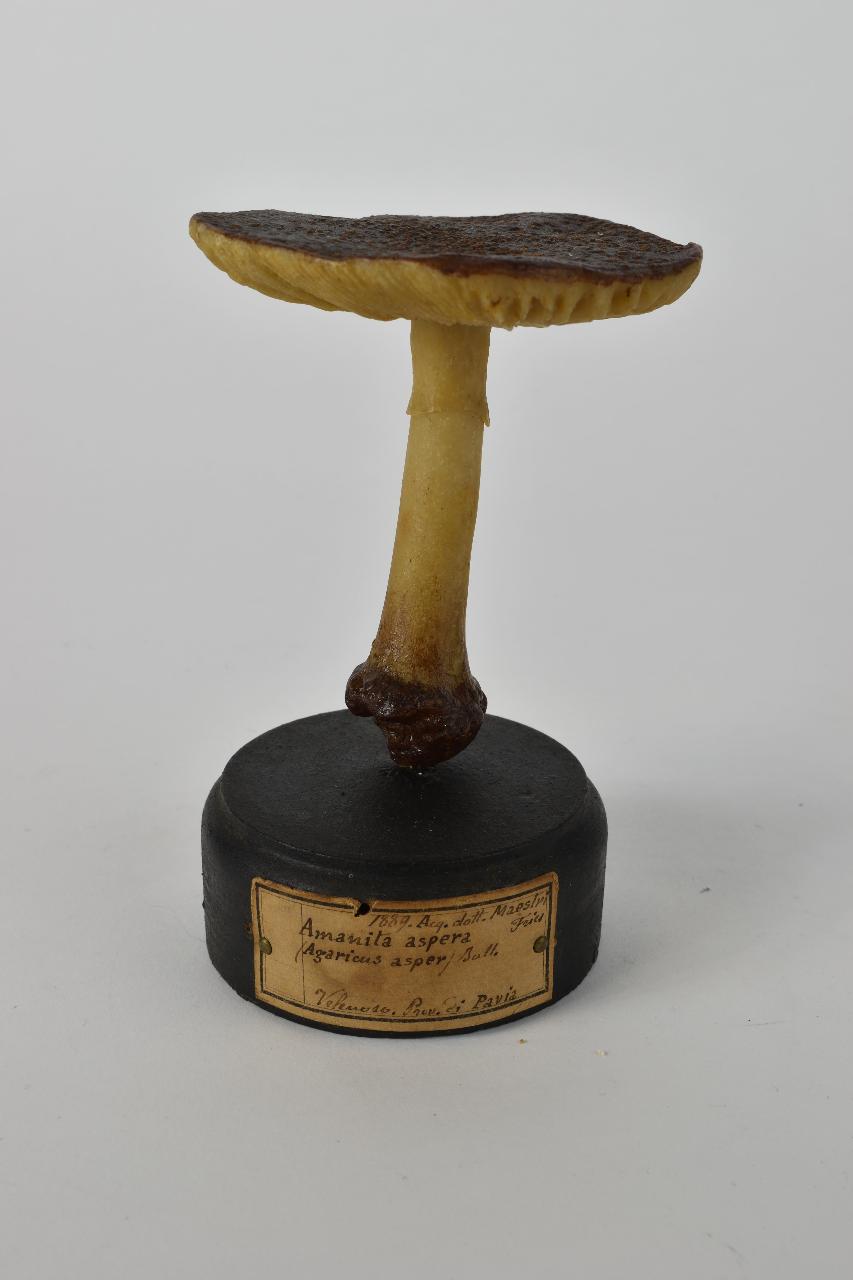 Modello di Maestri, Angelo - produzione ceroplastica ottocentesca (sec. XIX)