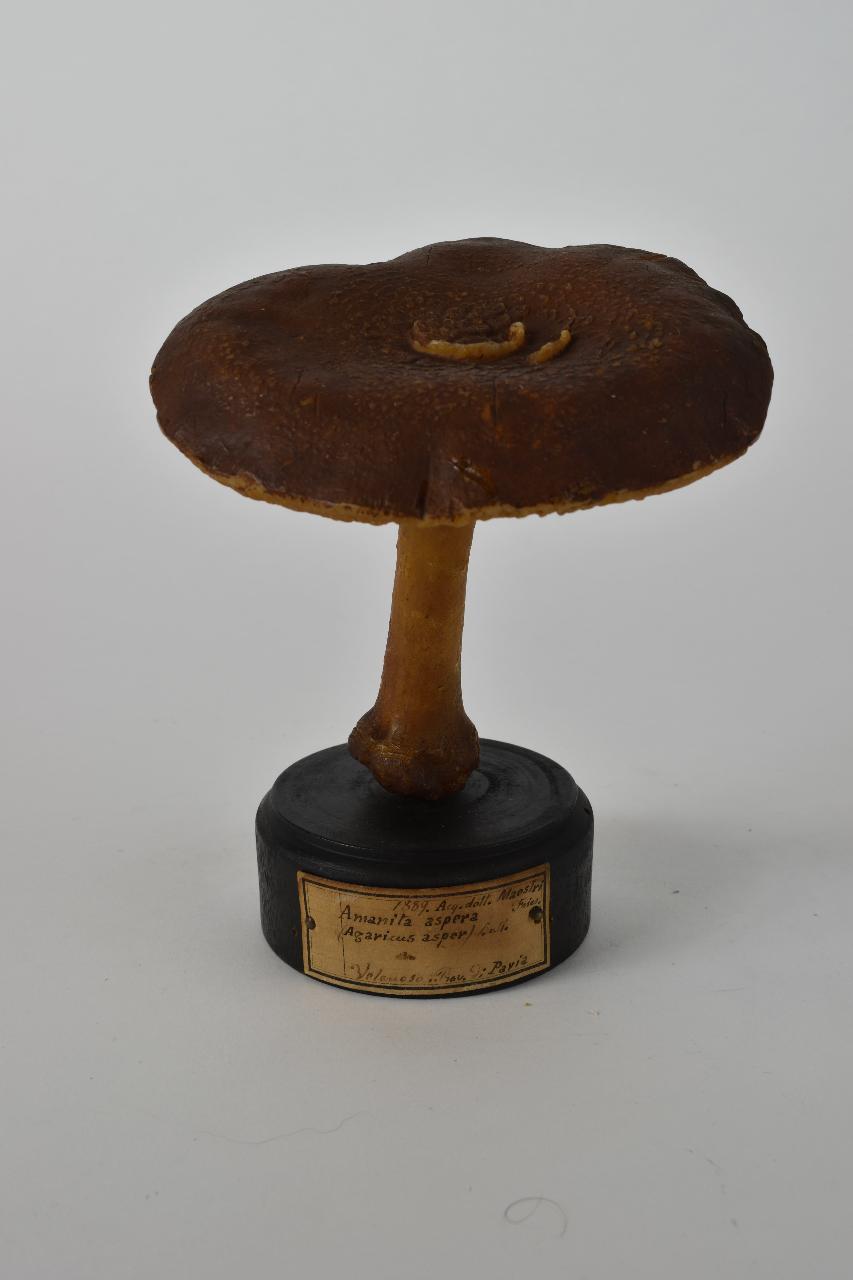 Modello di Maestri, Angelo - produzione ceroplastica ottocentesca (sec. XIX)