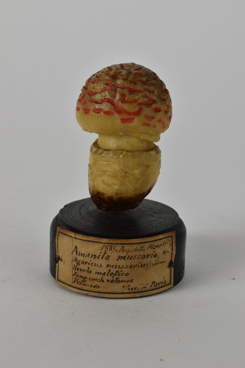 Modello di Maestri, Angelo - produzione ceroplastica ottocentesca (sec. XIX)