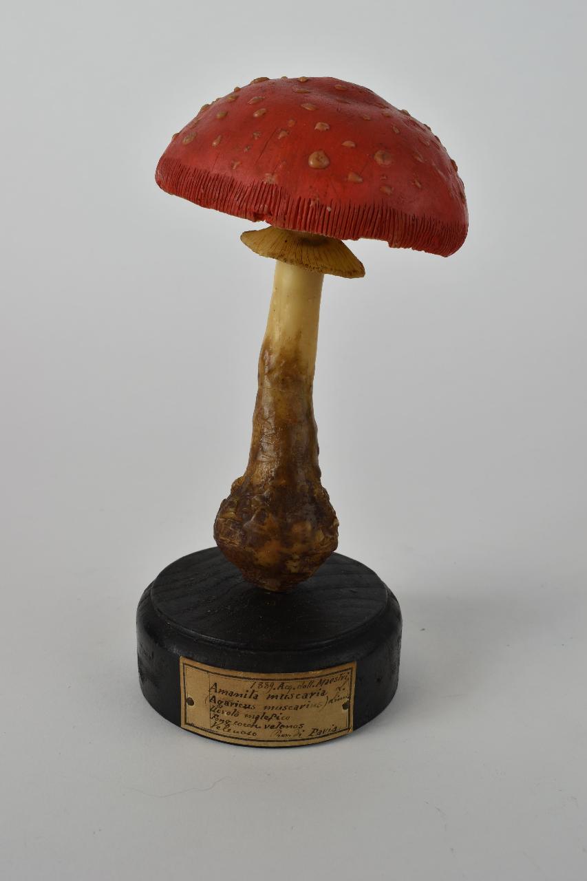 Modello di Maestri, Angelo - produzione ceroplastica ottocentesca (sec. XIX)