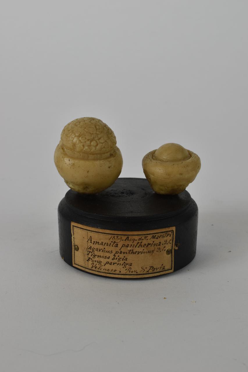 Modello di Maestri, Angelo - produzione ceroplastica ottocentesca (sec. XIX)