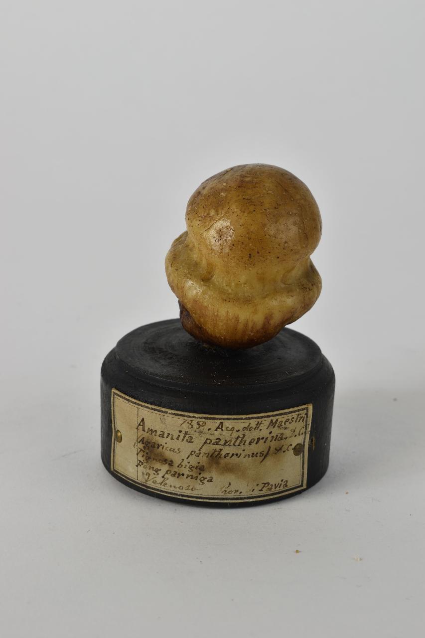 Modello di Maestri, Angelo - produzione ceroplastica ottocentesca (sec. XIX)