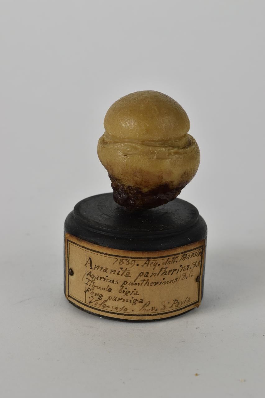 Modello di Maestri, Angelo - produzione ceroplastica ottocentesca (sec. XIX)