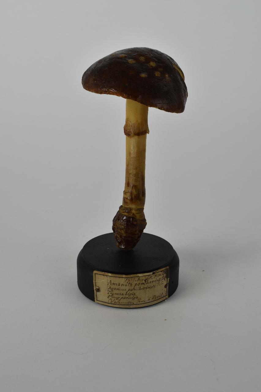 Modello di Maestri, Angelo - produzione ceroplastica ottocentesca (sec. XIX)