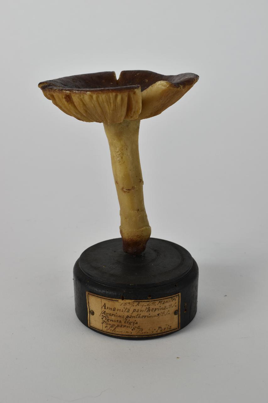 Modello di Maestri, Angelo - produzione ceroplastica ottocentesca (sec. XIX)
