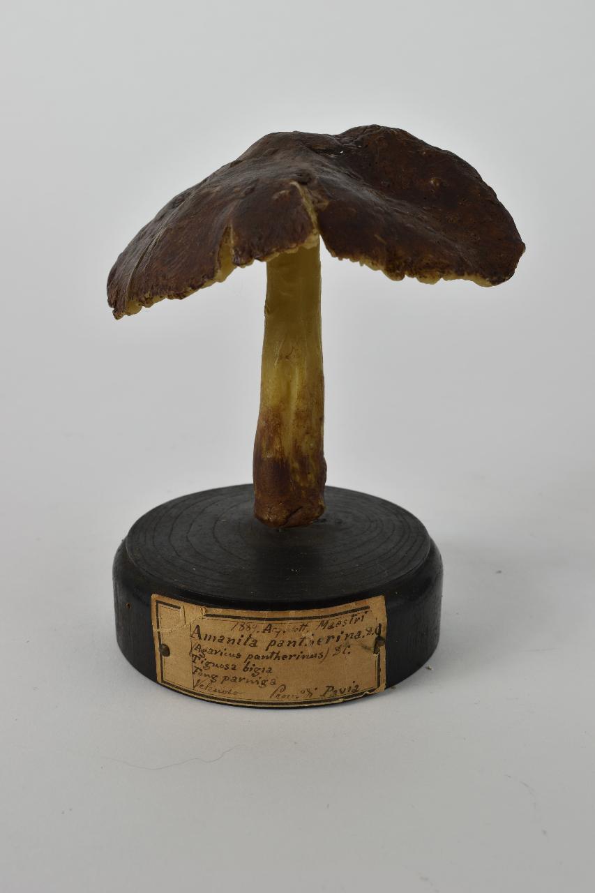 Modello di Maestri, Angelo - produzione ceroplastica ottocentesca (sec. XIX)