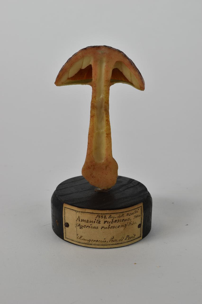 Modello di Maestri, Angelo - produzione ceroplastica ottocentesca (sec. XIX)