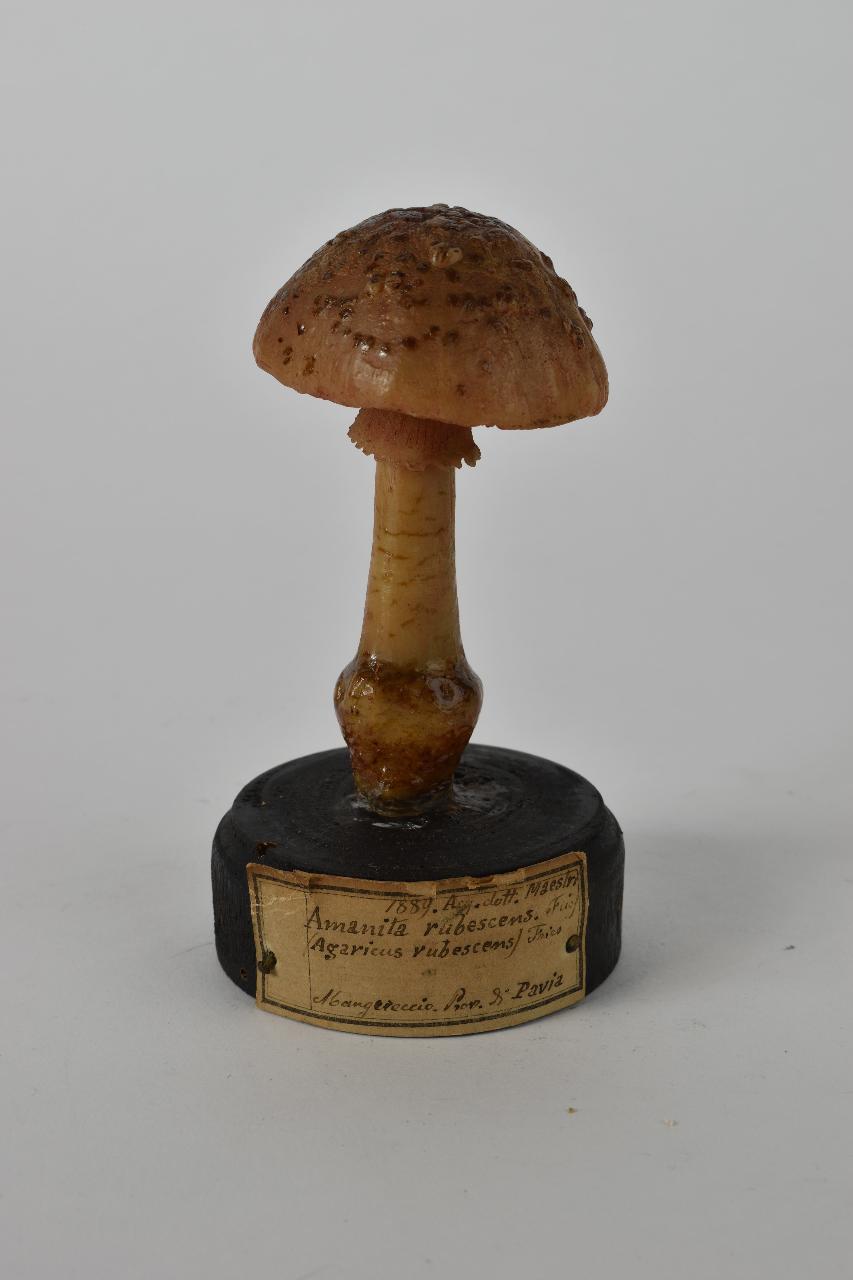 Modello di Maestri, Angelo - produzione ceroplastica ottocentesca (sec. XIX)