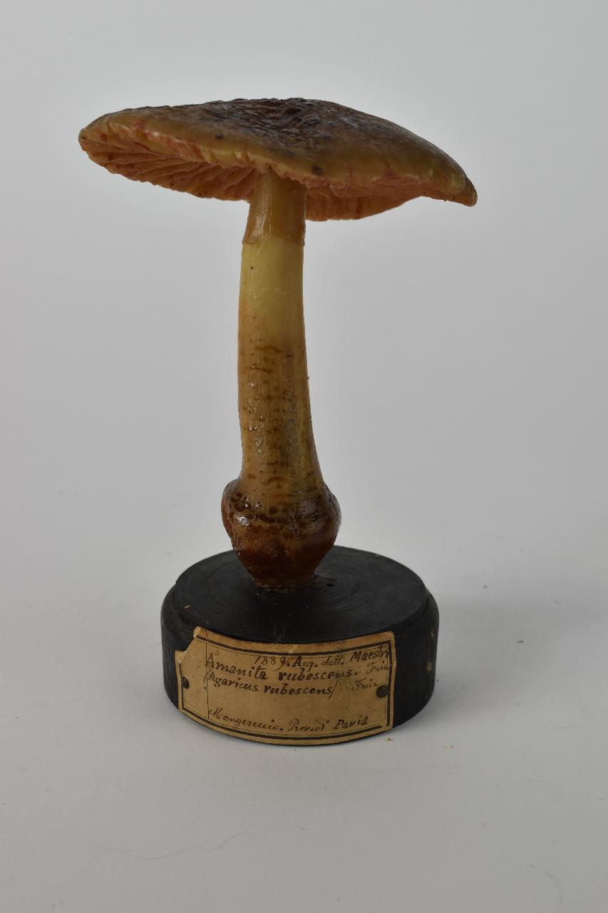 Modello di Maestri, Angelo - produzione ceroplastica ottocentesca (sec. XIX)