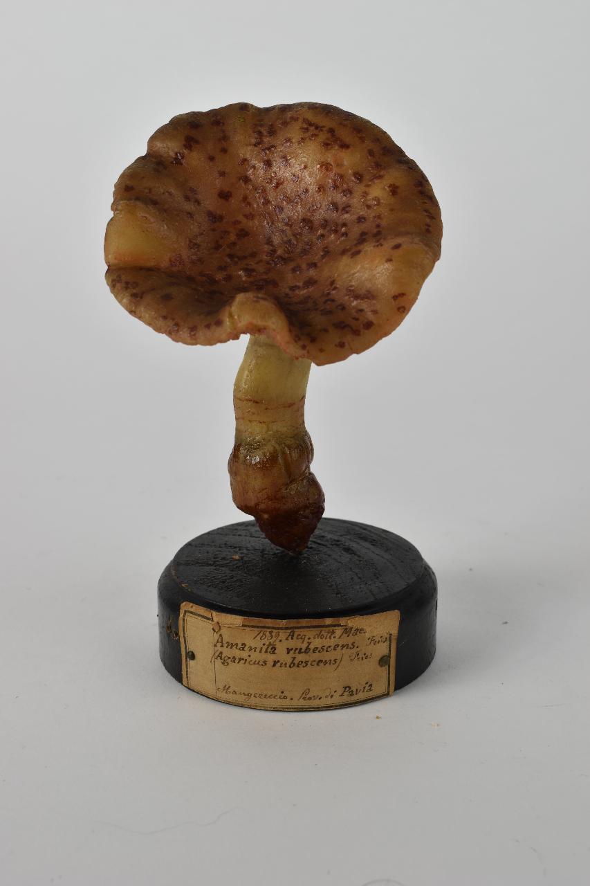 Modello di Maestri, Angelo - produzione ceroplastica ottocentesca (sec. XIX)