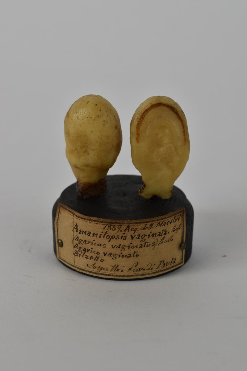 Modello di Maestri, Angelo - produzione ceroplastica ottocentesca (sec. XIX)