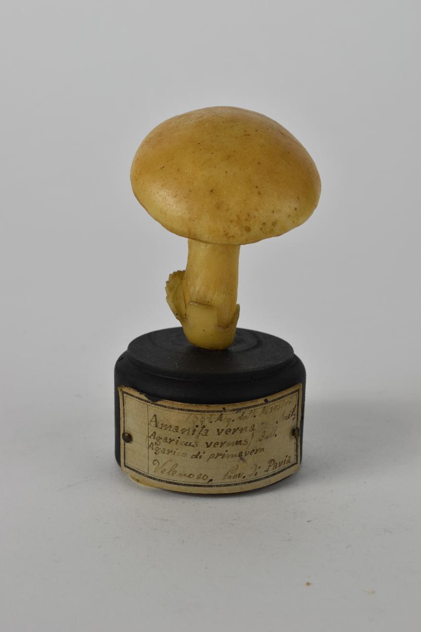 Modello di Maestri, Angelo - produzione ceroplastica ottocentesca (sec. XIX)