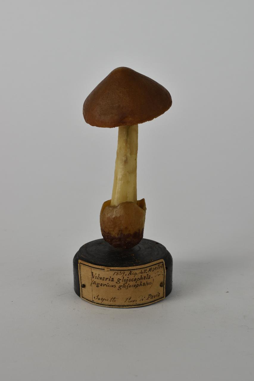 Modello di Maestri, Angelo - produzione ceroplastica ottocentesca (sec. XIX)