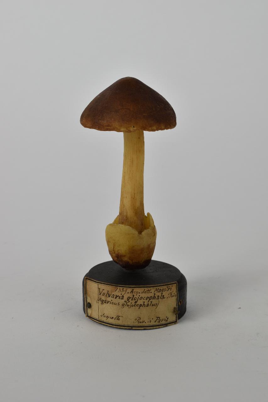 Modello di Maestri, Angelo - produzione ceroplastica ottocentesca (sec. XIX)