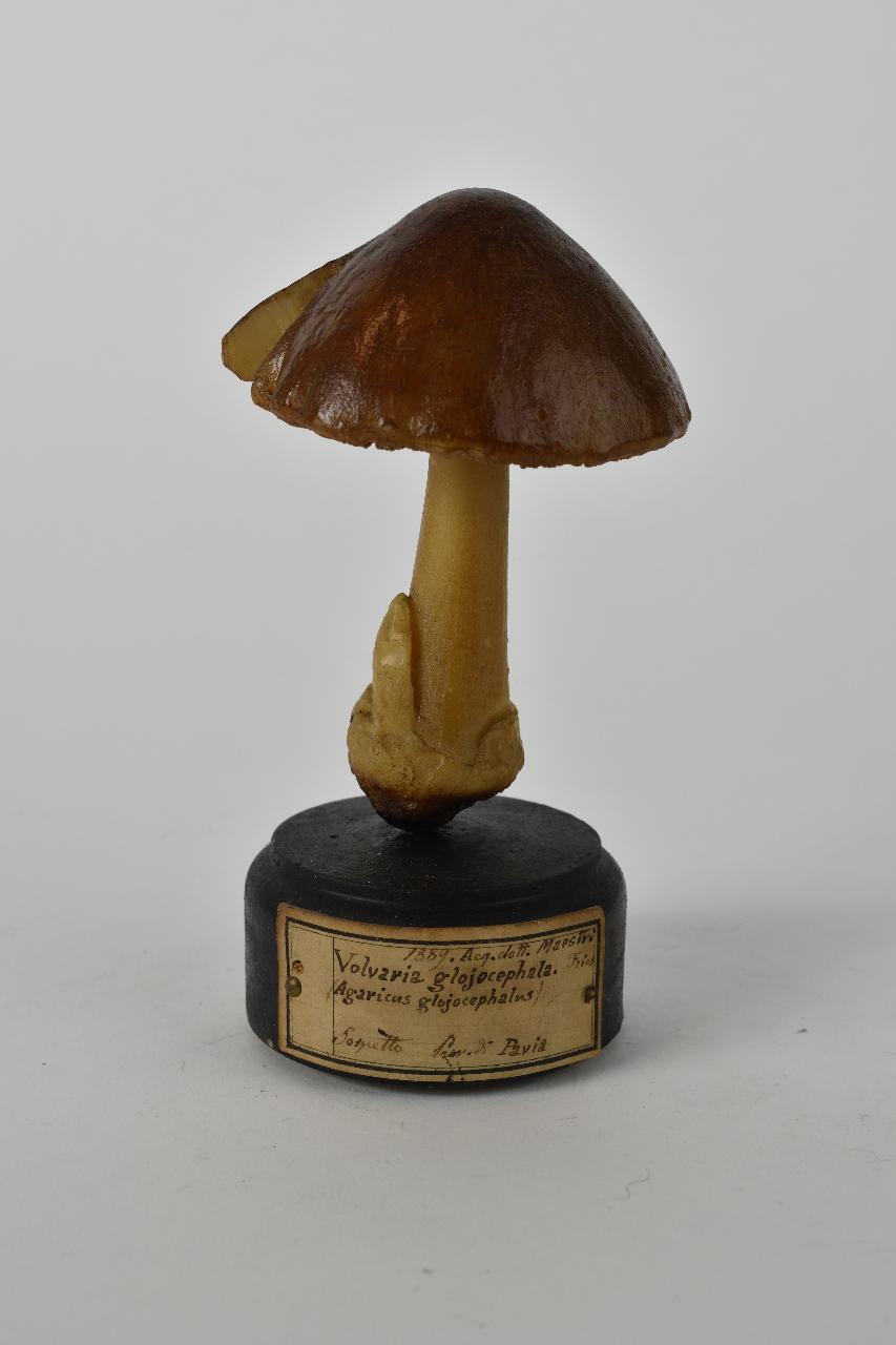 Modello di Maestri, Angelo - produzione ceroplastica ottocentesca (sec. XIX)