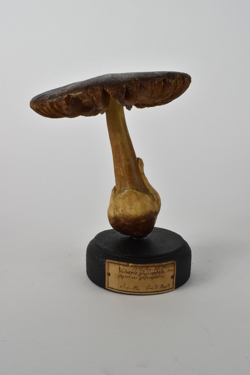Modello di Maestri, Angelo - produzione ceroplastica ottocentesca (sec. XIX)