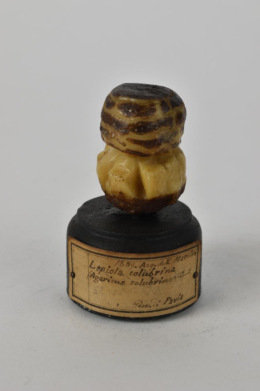 Modello di Maestri, Angelo - produzione ceroplastica ottocentesca (sec. XIX)