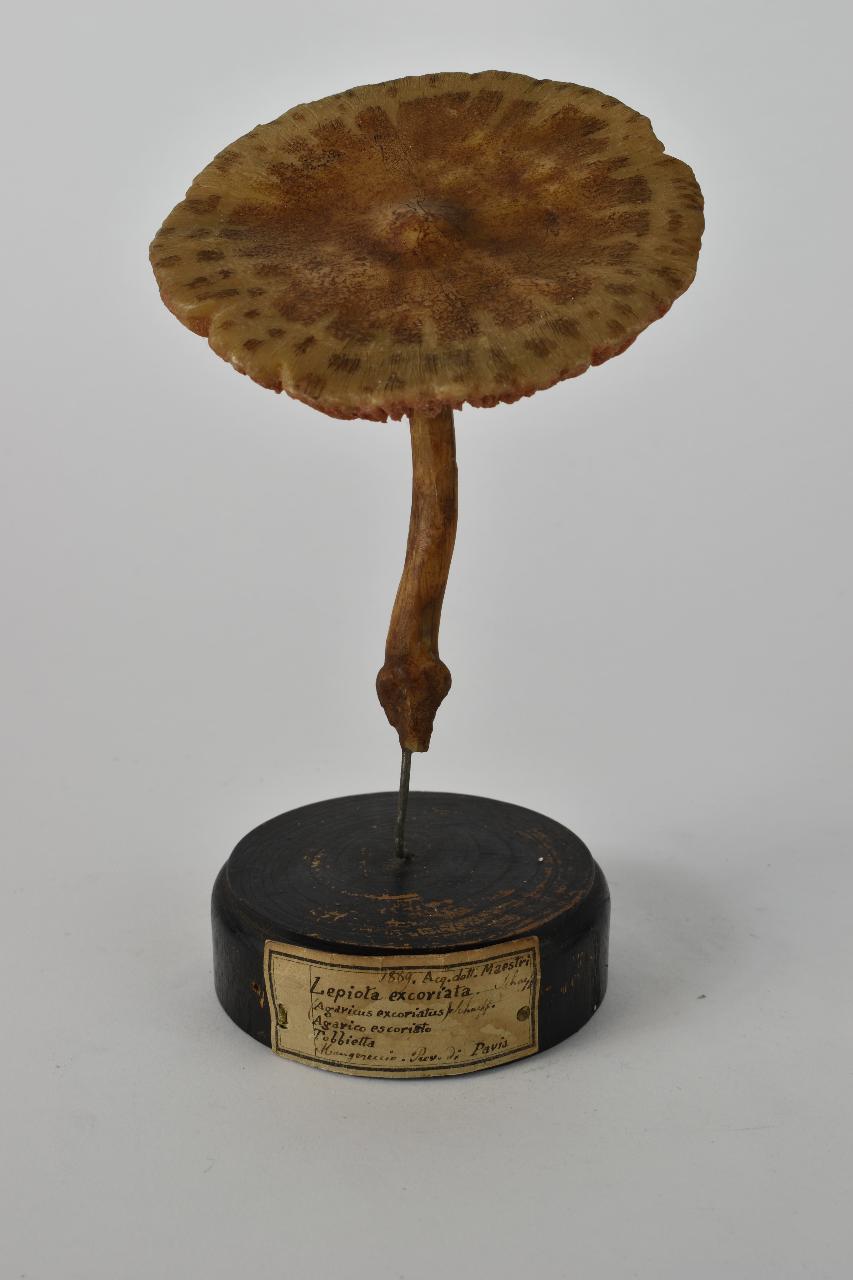 Modello di Maestri, Angelo - produzione ceroplastica ottocentesca (sec. XIX)