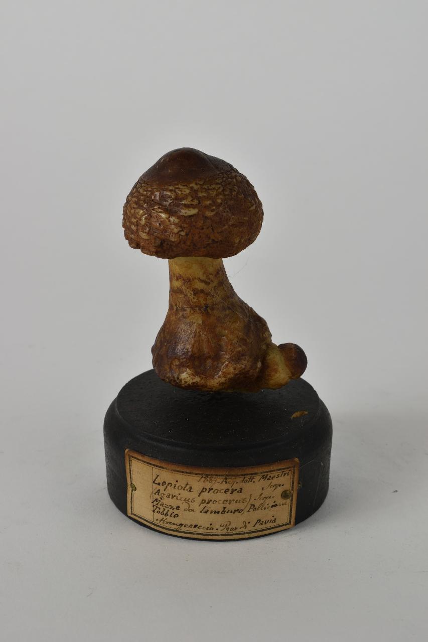 Modello di Maestri, Angelo - produzione ceroplastica ottocentesca (sec. XIX)