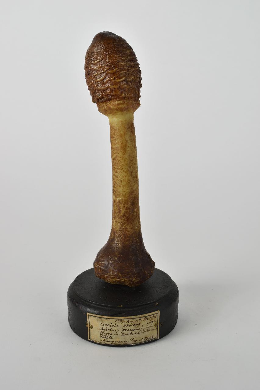 Modello di Maestri, Angelo - produzione ceroplastica ottocentesca (sec. XIX)