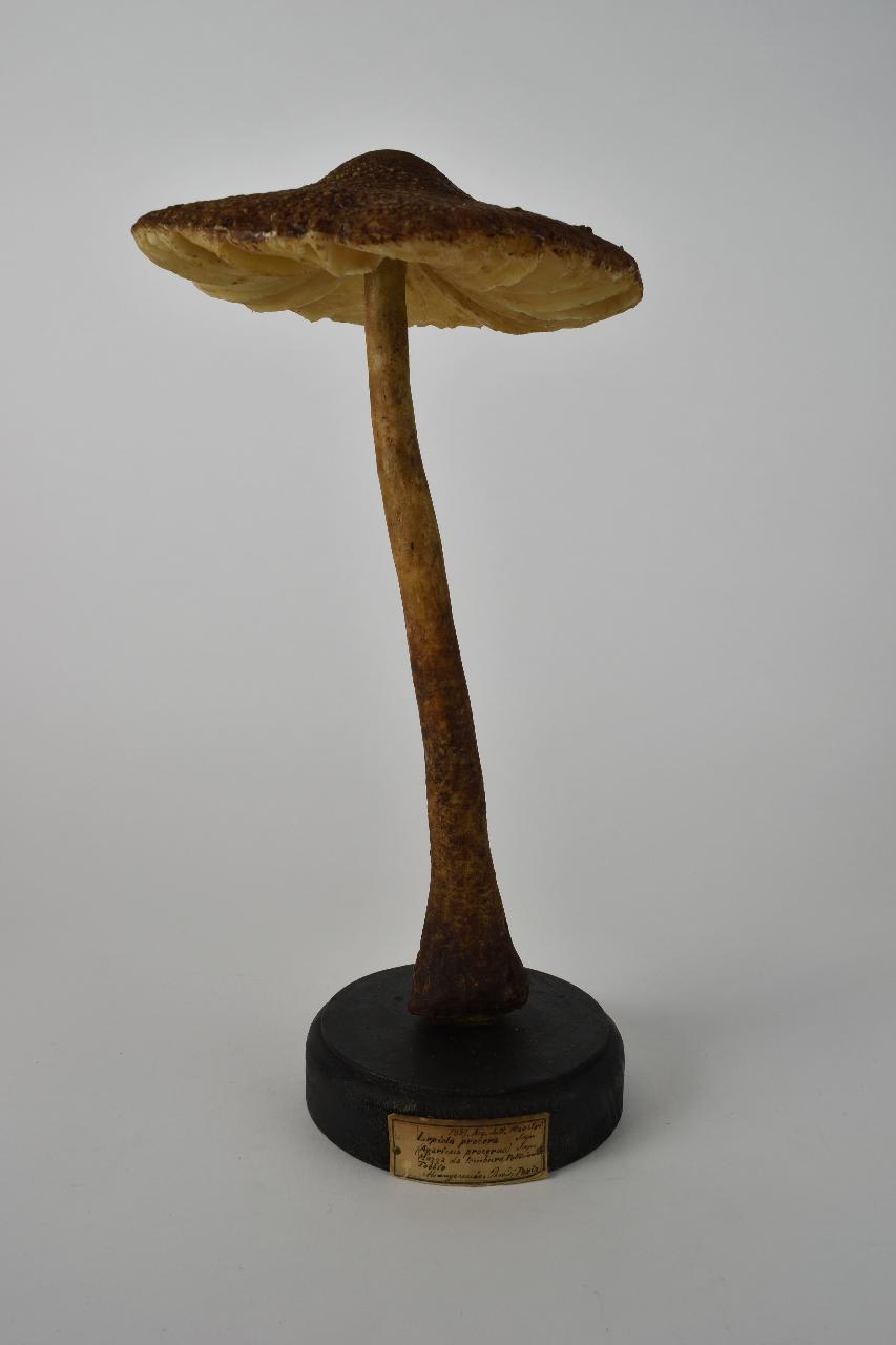 Modello di Maestri, Angelo - produzione ceroplastica ottocentesca (sec. XIX)