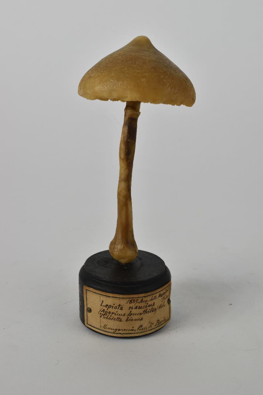 Modello di Maestri, Angelo - produzione ceroplastica ottocentesca (sec. XIX)